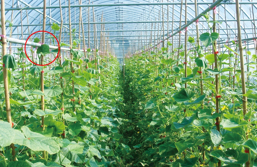 小黃瓜種植技巧 小黃瓜種植技巧