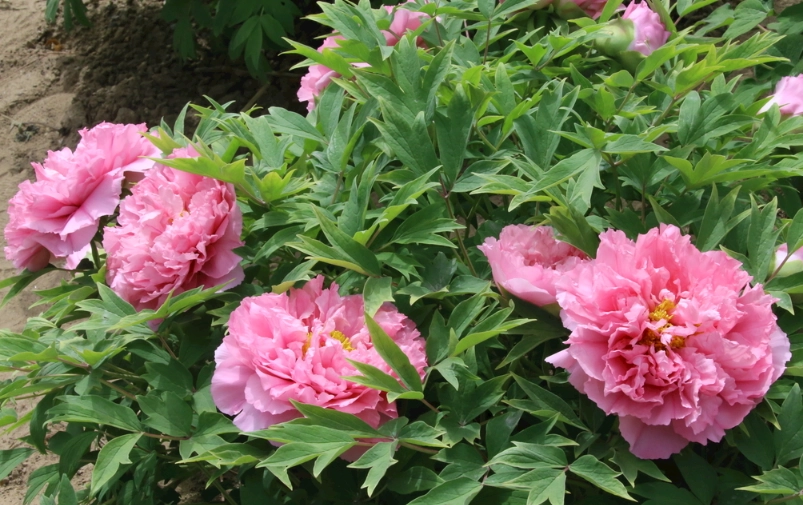 花卉花語 花卉花語