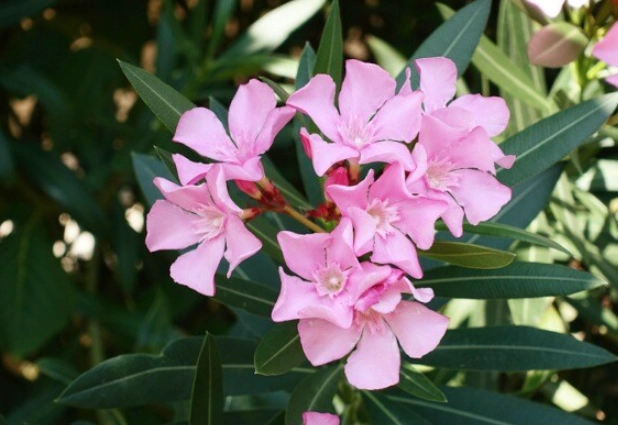 狗有毒植物 狗有毒植物