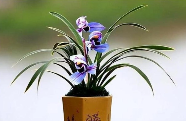 室内植物种植技巧 室内植物种植技巧