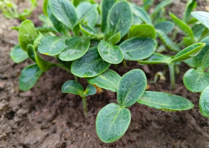小黃瓜種植時機 小黃瓜種植時機