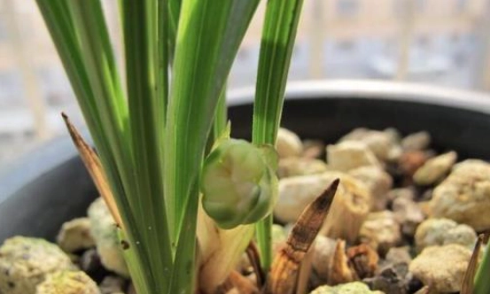 蘭花根部腐爛 蘭花根部腐爛