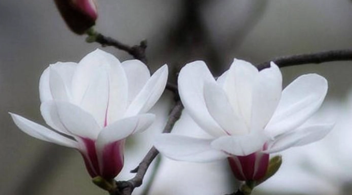 花朵性格象征 花朵性格象征