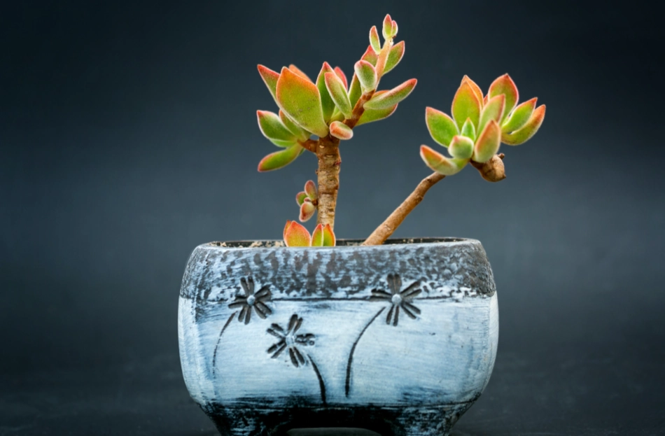 多肉植物換盆方法