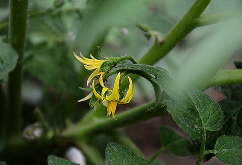 番茄只開花不結果
