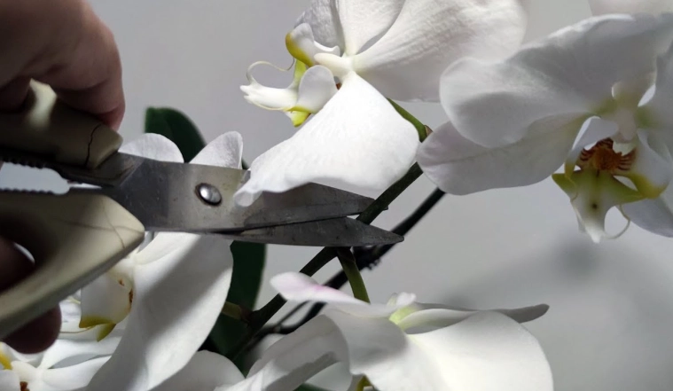 蝴蝶蘭修剪方法