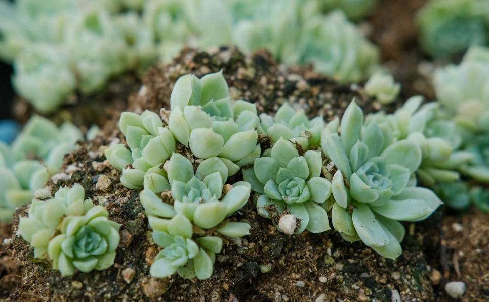 多肉換盆時機 多肉換盆時機