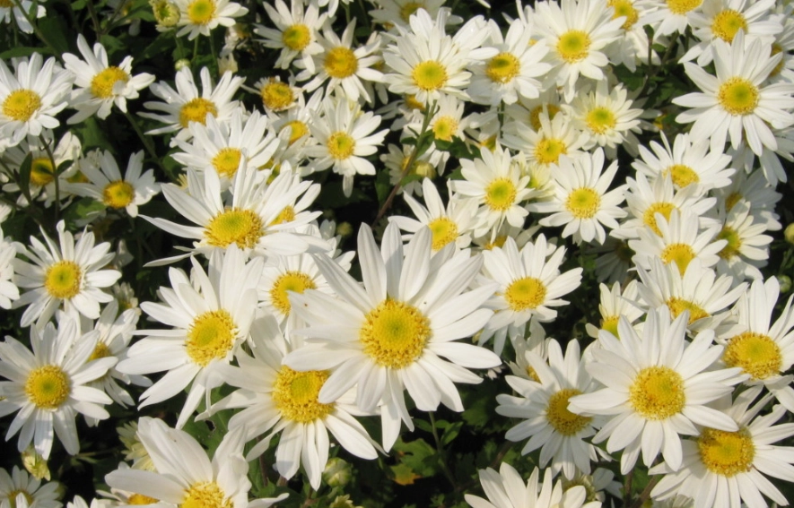 黃菊花功效 黃菊花功效