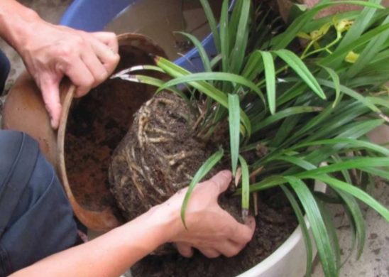 換盆後澆水時間