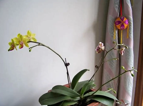 蘭花氣根修剪 蘭花氣根修剪