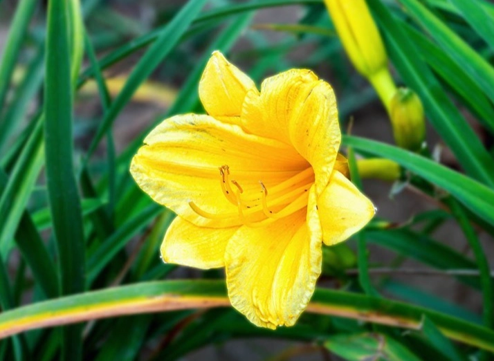 溫柔花卉推薦 溫柔花卉推薦