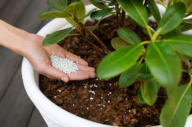 蘭花肥料推薦 蘭花肥料推薦