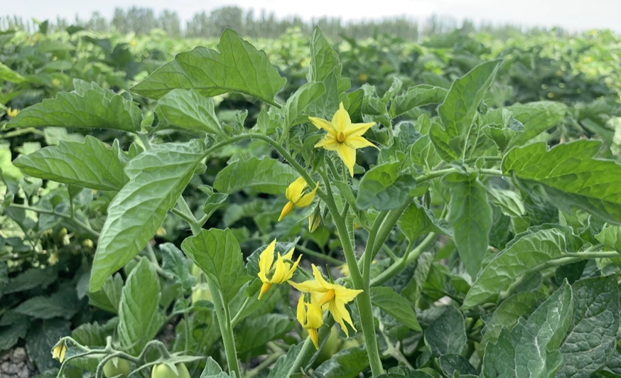 番茄只開花不結果