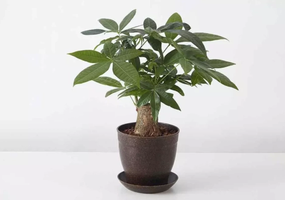 發財樹擺放風水 發財樹擺放風水