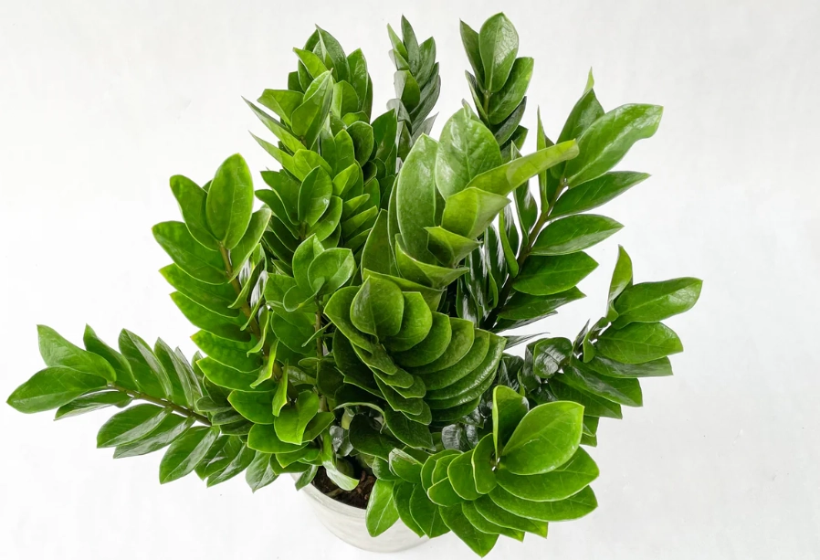 金錢樹葉子變黃原因