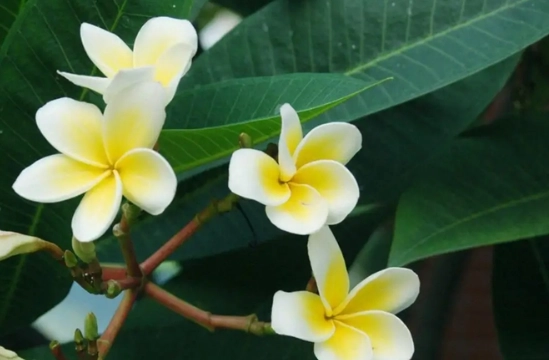 希望之花種類 希望之花種類