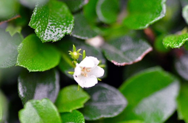 福樹風水 福樹風水