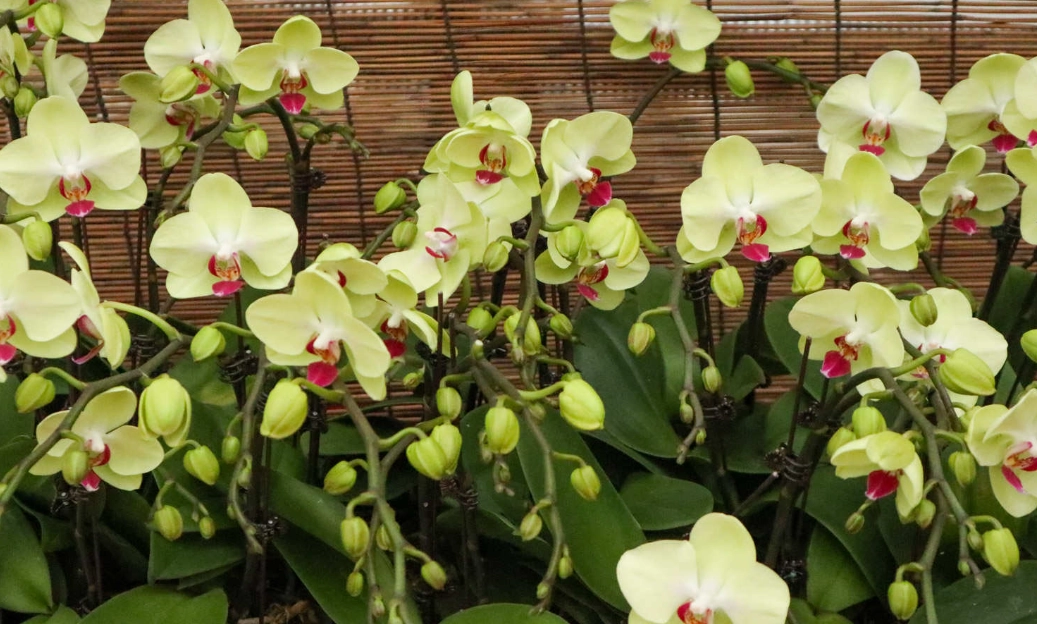 蝴蝶蘭養護 蝴蝶蘭養護