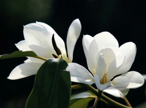 白蘭花盆栽 白蘭花盆栽