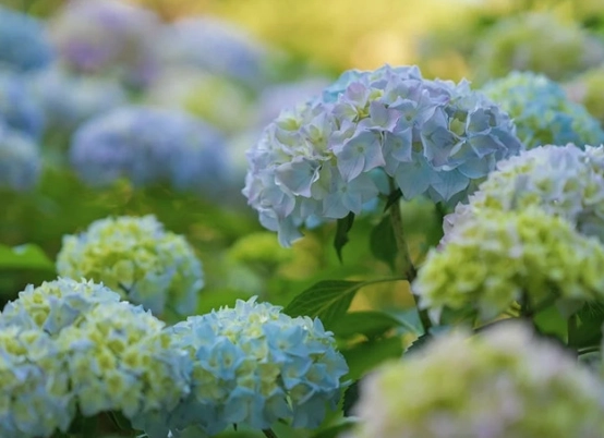 希望之花種類 希望之花種類