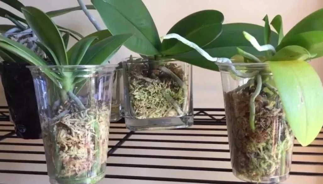 蘭花凋謝處理 蘭花凋謝處理