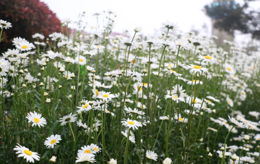 白菊花功效 白菊花功效