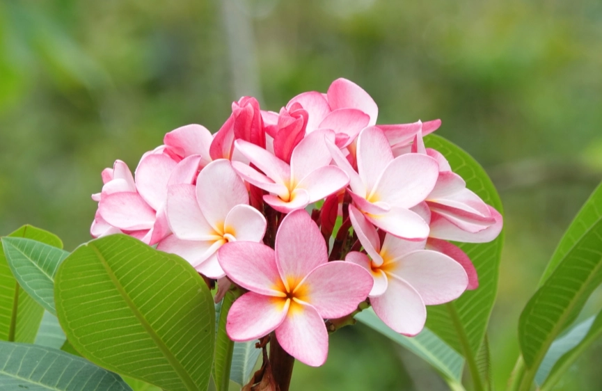 溫柔花卉推薦 溫柔花卉推薦