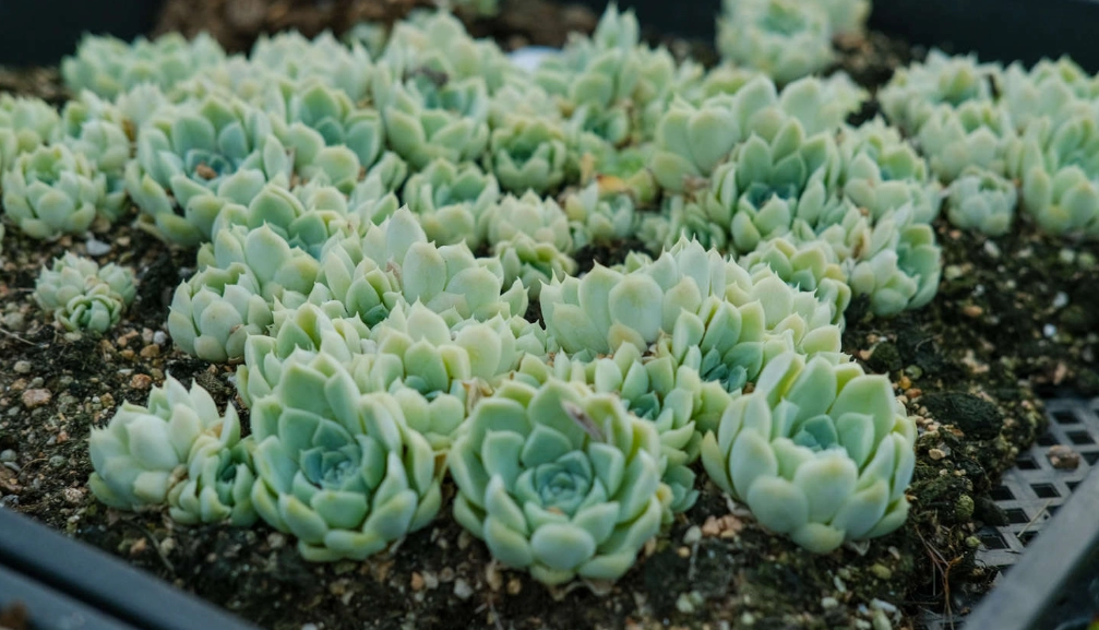 多肉植物換盆技巧 多肉植物換盆技巧