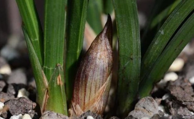 蘭花根部腐爛 蘭花根部腐爛