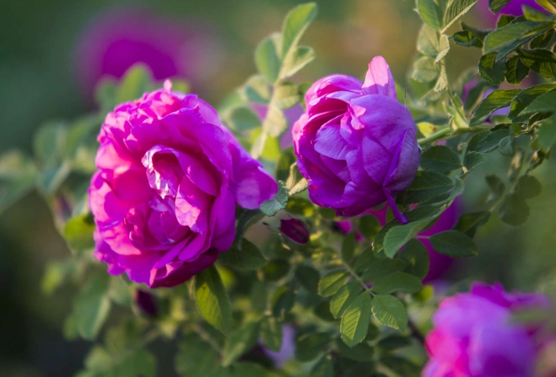 花語溫柔 花語溫柔