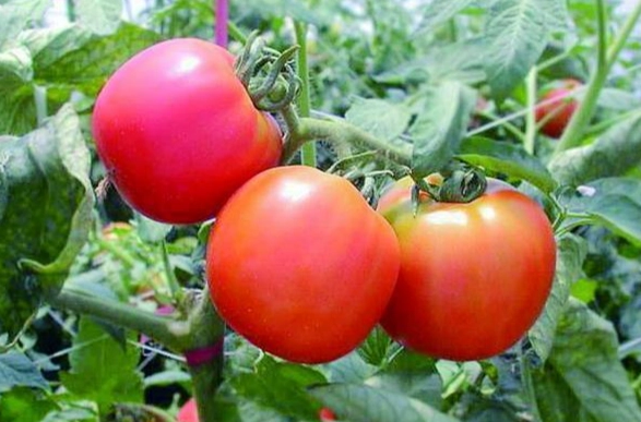 番茄種植技巧