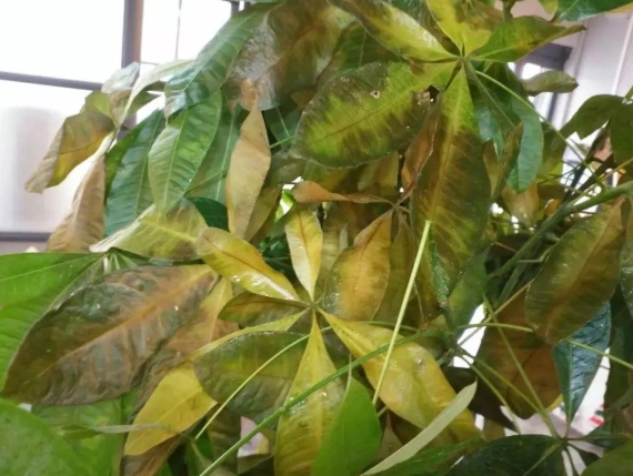 植物叶子发黄