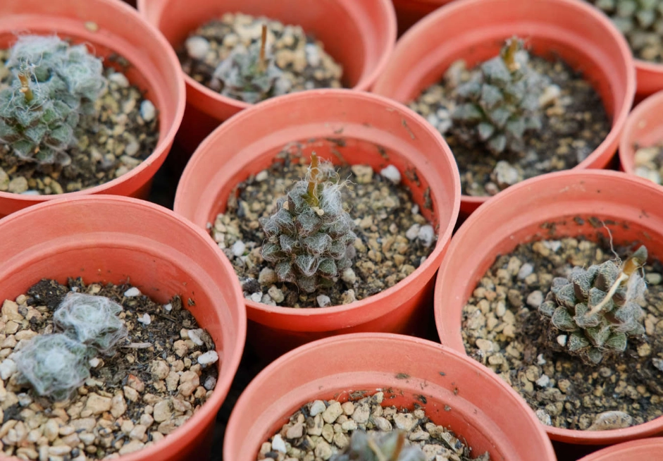 多肉換盆時機 多肉換盆時機