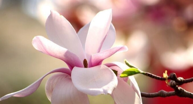 花語意思 花語意思