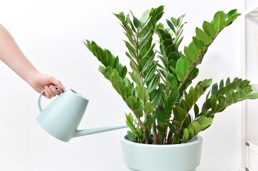 金錢樹室外養護 金錢樹室外養護