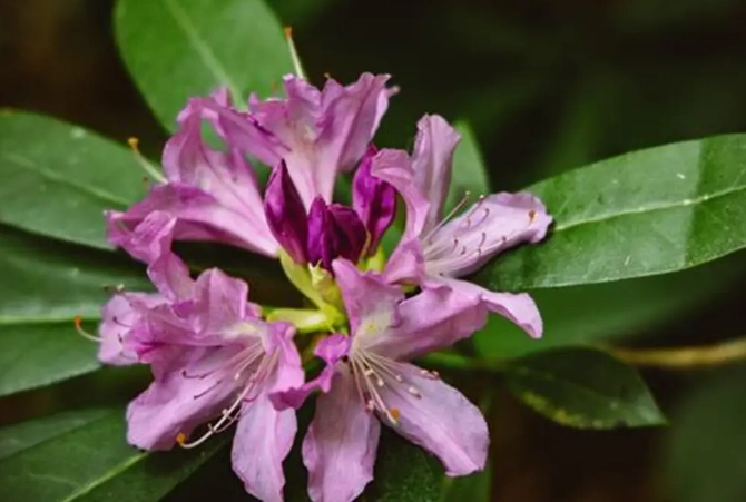 狗有毒植物 狗有毒植物