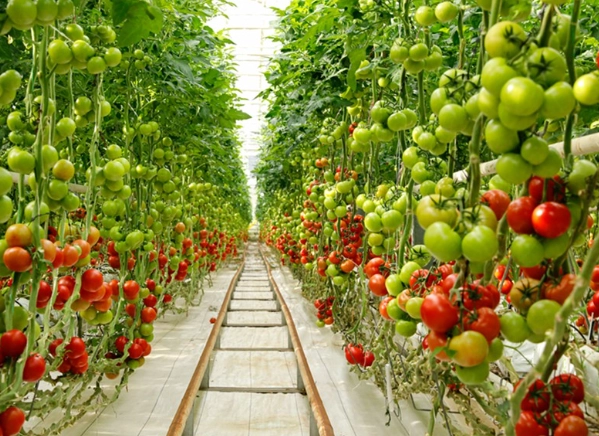 開花肥選擇 開花肥選擇