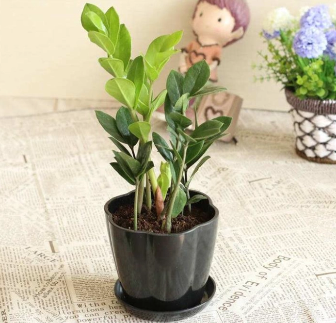 金錢樹肥料推薦