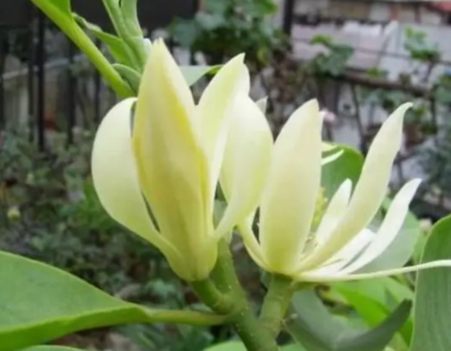 白蘭花照顧 白蘭花照顧