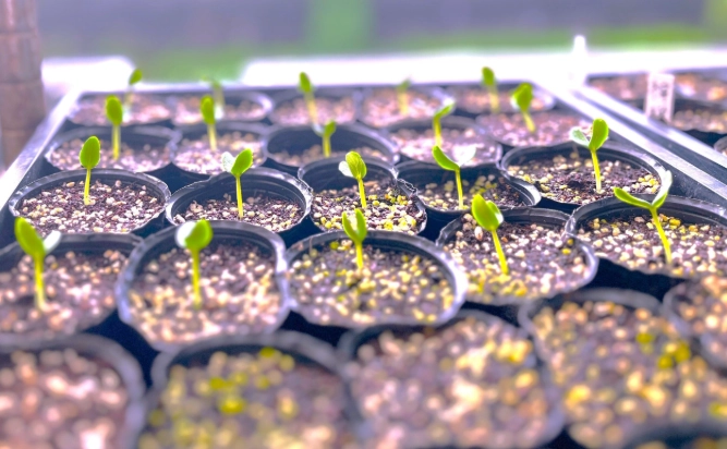 小黃瓜育苗方法 小黃瓜育苗方法