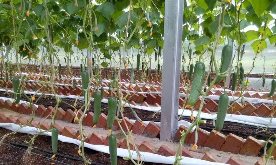 小黃瓜種植技巧 小黃瓜種植技巧