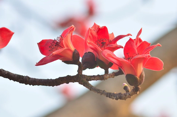 送朋友的花 送朋友的花