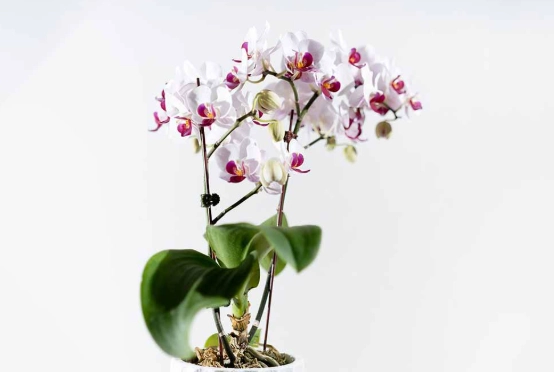 蘭花開花後照顧 蘭花開花後照顧