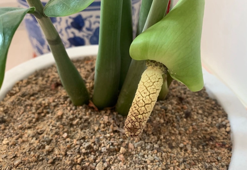 金錢樹病害防治