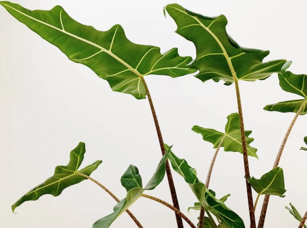 觀音蓮黃邊處理 觀音蓮黃邊處理