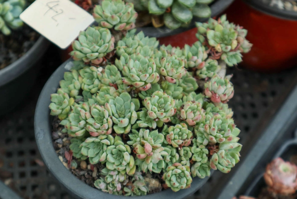 多肉換盆注意事項