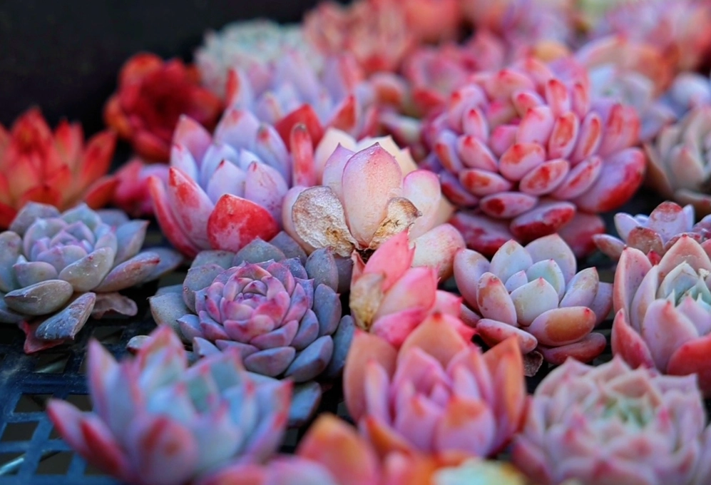 多肉換盆洗根方法 多肉換盆洗根方法