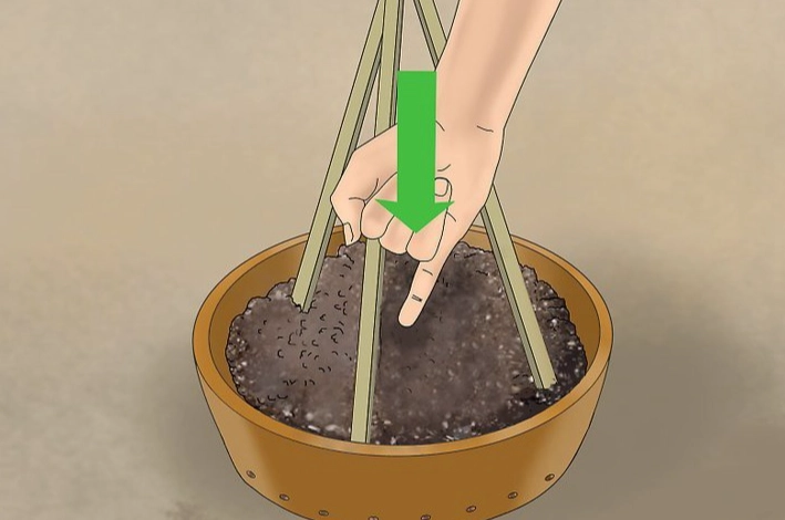 小黃瓜種植技巧