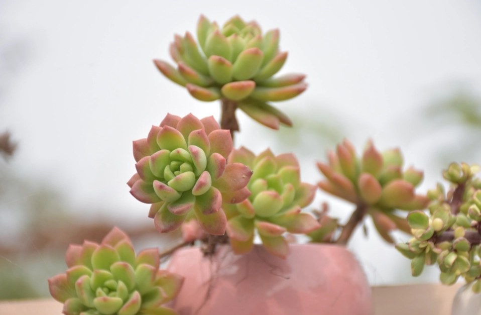 多肉植物換盆步驟