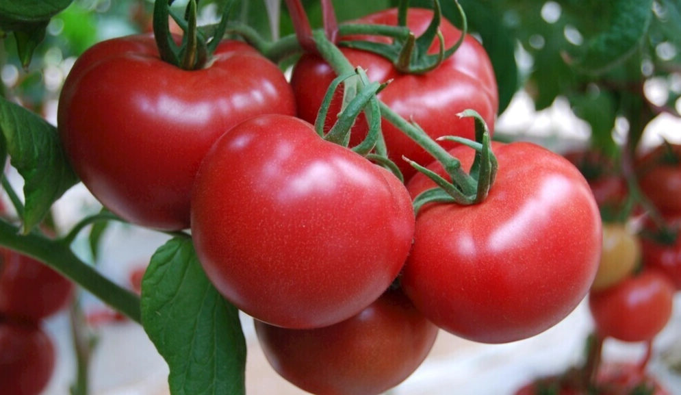 小番茄種植方法 小番茄種植方法